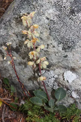 White-Vein Wintergreen