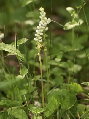 Common wintergreen