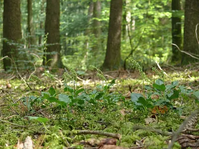 Toothed wintergreen