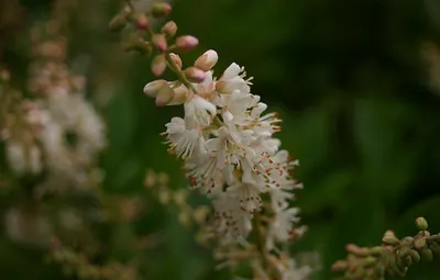 Coastal sweetpepperbush
