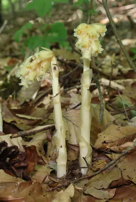Yellow pinesap
