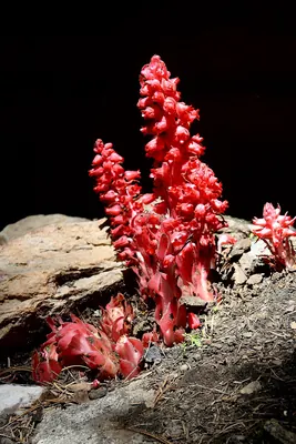 Snowplant