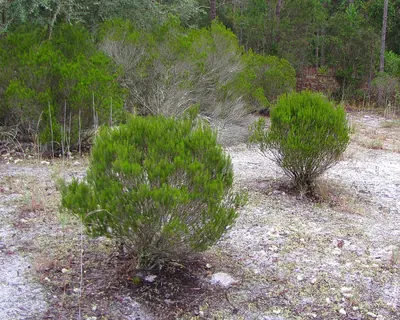 Sand heath