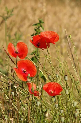 Common Poppy