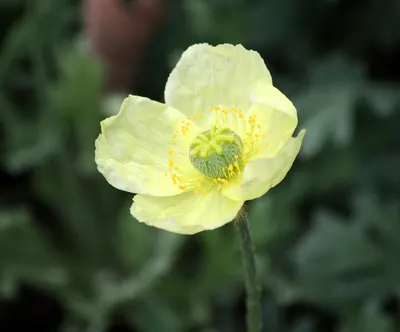 Lapland poppy