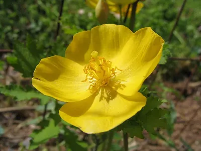 Celandine poppy