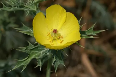 Mexican poppy