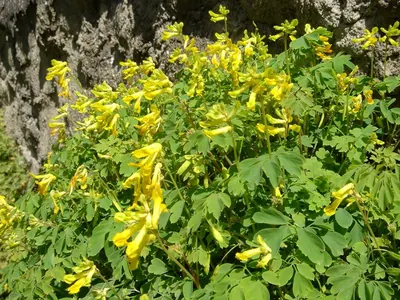 Yellow corydalis