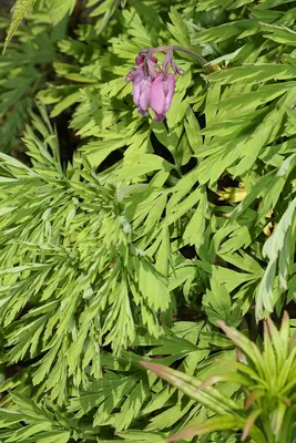 Pacific bleeding heart