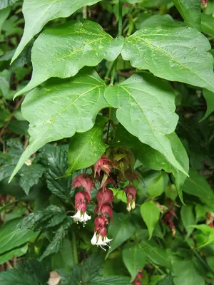 Himalayan honeysuckle