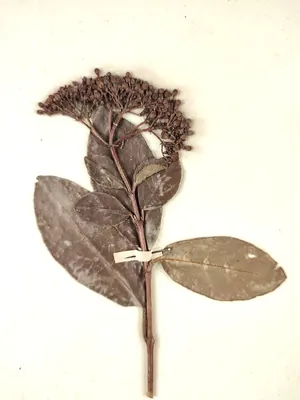 Laurustinus