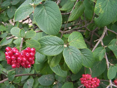 Wayfaring tree