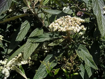 Leatherleaf Viburnum