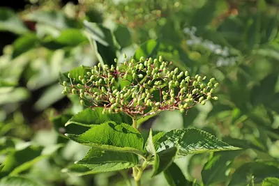 Elder