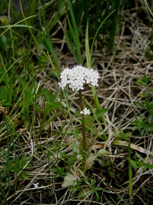 Marsh valerian