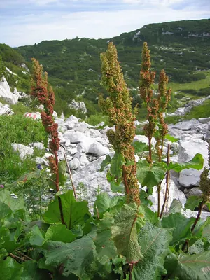Monk's rhubarb