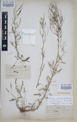 Red sorrel