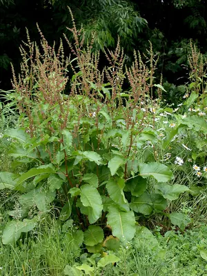 Broad-leaved dock