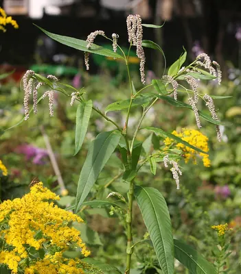 Pale persicaria