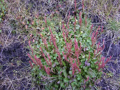 Alpine sorrel