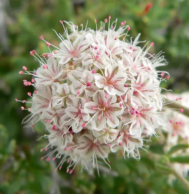 California Buckwheat
