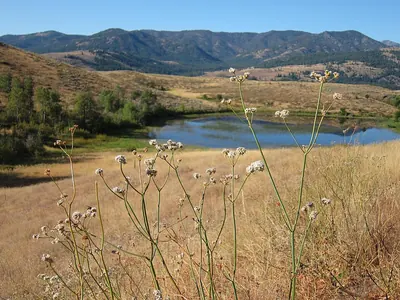 Tall woolly buckwheat