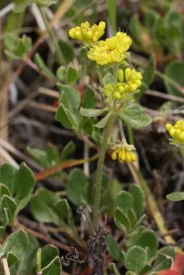 Sulphur-flower buckwheat