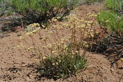 Marumleaf buckwheat