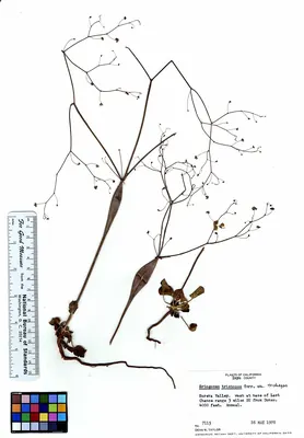 Little deserttrumpet