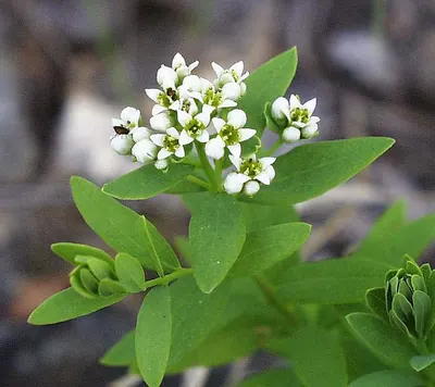 Bastard toadflax