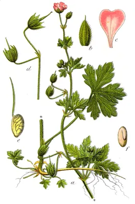 Fanleaf geranium