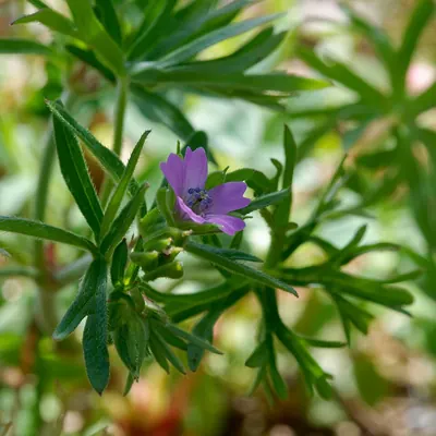 Cut-leaved cranesbill