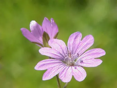 Hedgerow Crane's-bill