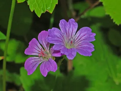 Geranium nodosum