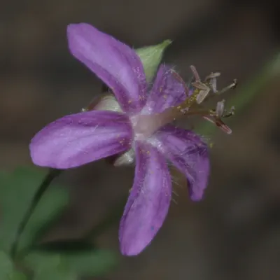 Pineywoods geranium