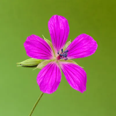 Marsh crane’s-bill