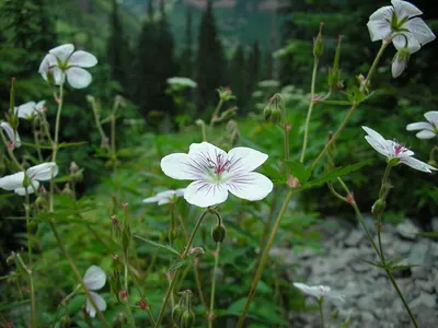 Richardson's geranium