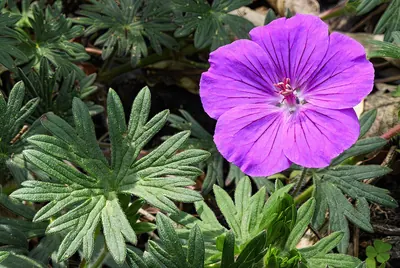 Bloody Crane's-bill