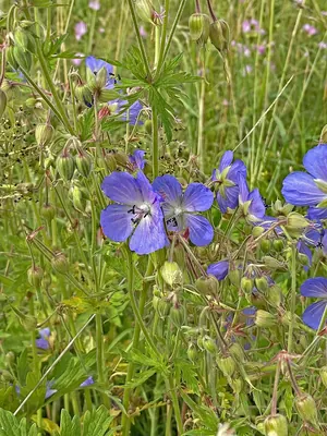 Meadow Crane's-bill