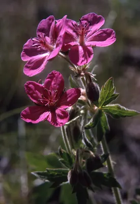 Sticky purple geranium