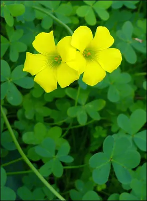 Bermuda buttercup