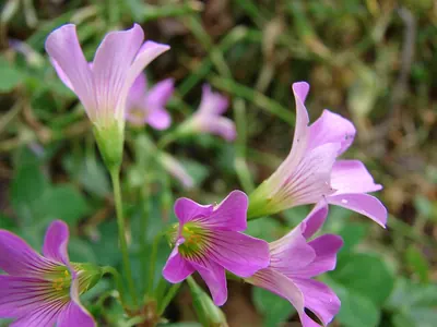 Pink woodsorrel