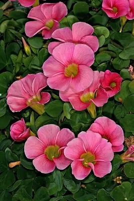 Purple woodsorrel