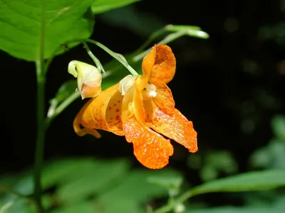 Orange balsam