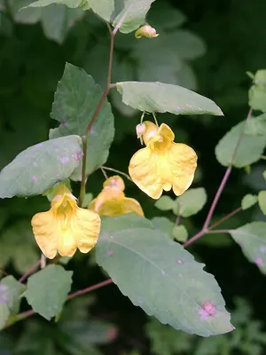 Jewelweed