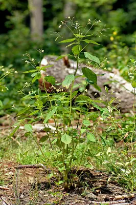Small yellow balsam