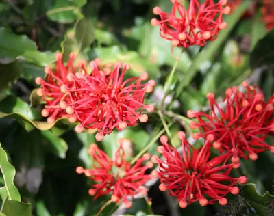 Firewheel tree