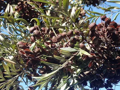 Southern Silky-oak
