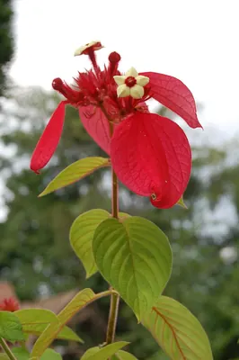 Mussaenda erythrophylla