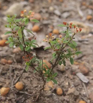 Pomax umbellata